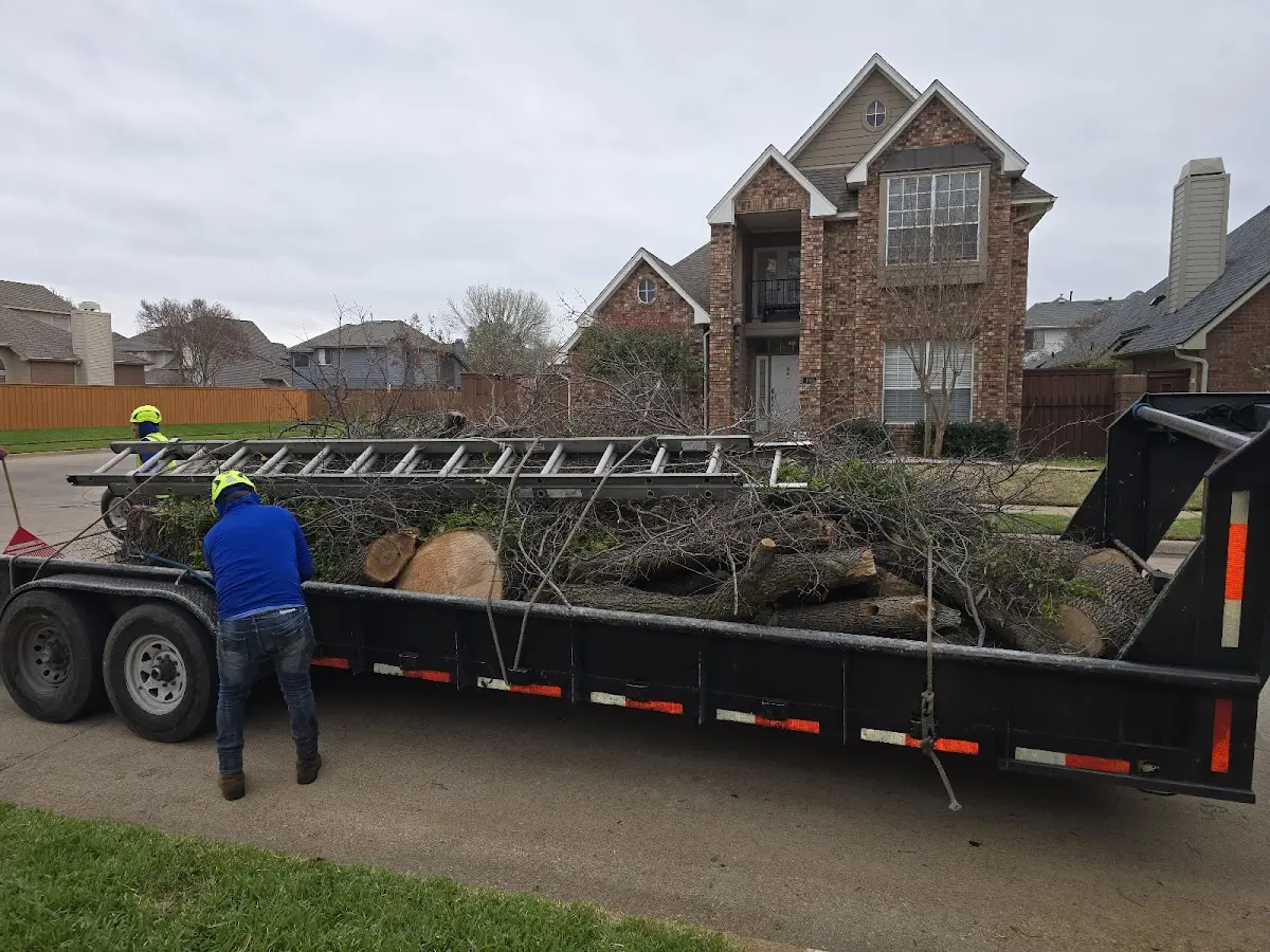 Expert Tree Fertilization with proper safety equipment in Millport